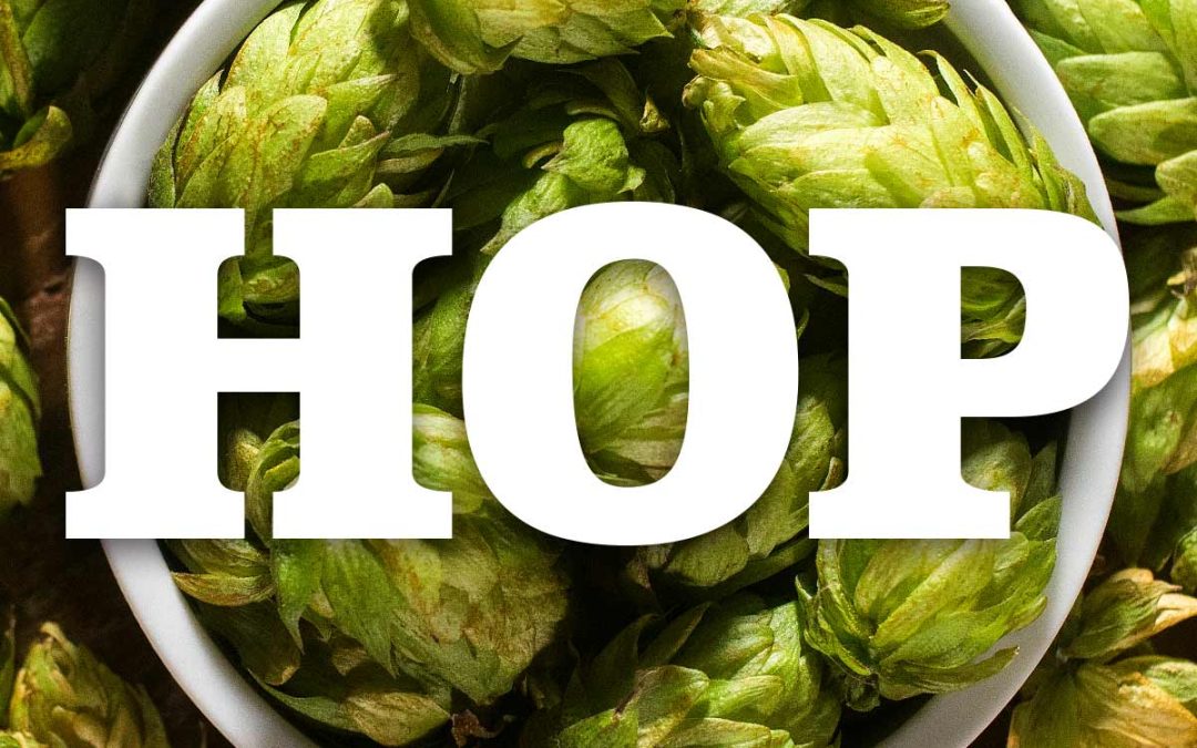 Glosario cervecero: Hop