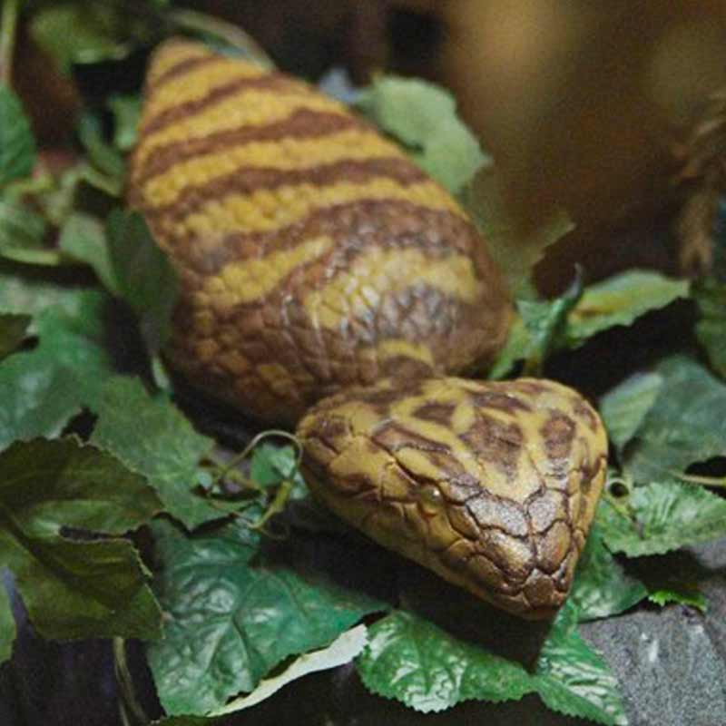 Recreación del "tsuchinoko" exhibida en un museo de Higashishirakawa, en Japón. Imagen facilitada por el gobierno municipal al diario The Mainichi.